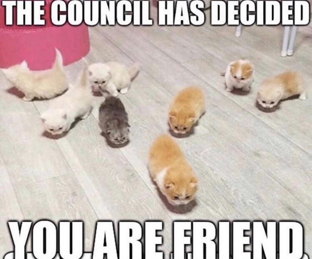 High Quality The council has decided Blank Meme Template