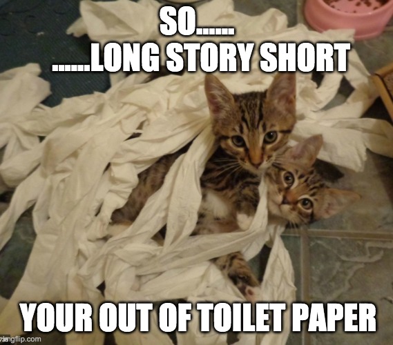 Out of Toilet Paper | SO...... ......LONG STORY SHORT; YOUR OUT OF TOILET PAPER | image tagged in cats,funny | made w/ Imgflip meme maker