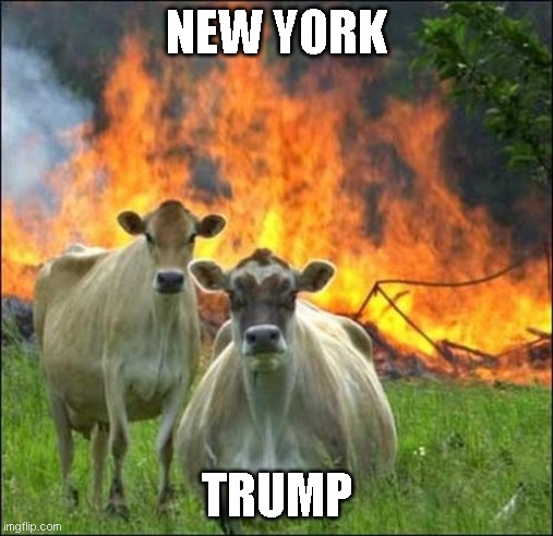 Evil Cows Meme | NEW YORK; TRUMP | image tagged in memes,evil cows | made w/ Imgflip meme maker