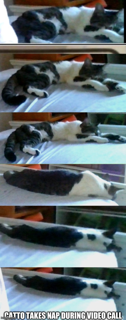 My catto took a nap when we were in the middle of a video call | CATTO TAKES NAP DURING VIDEO CALL | image tagged in catto | made w/ Imgflip meme maker