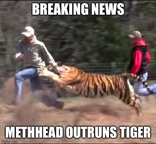 Joe exotic | BREAKING NEWS; METHHEAD OUTRUNS TIGER | image tagged in joe exotic | made w/ Imgflip meme maker