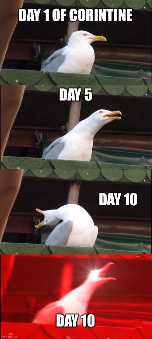 Inhaling Seagull | DAY 1 OF CORINTINE; DAY 5; DAY 10; DAY 10 | image tagged in memes,inhaling seagull | made w/ Imgflip meme maker