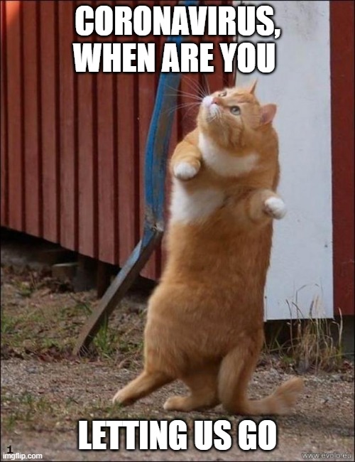 dancing cat | CORONAVIRUS, WHEN ARE YOU; LETTING US GO | image tagged in dancing cat | made w/ Imgflip meme maker
