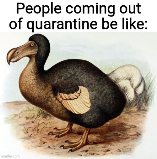 Dodo Bird | People coming out of quarantine be like: | image tagged in dodo bird | made w/ Imgflip meme maker