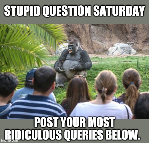 If you're wondering what cardboard tastes like or the weight of a fart, now's your chance to be enlightened. | STUPID QUESTION SATURDAY; POST YOUR MOST RIDICULOUS QUERIES BELOW. | image tagged in ted talk gorilla,stupid,question,saturday | made w/ Imgflip meme maker