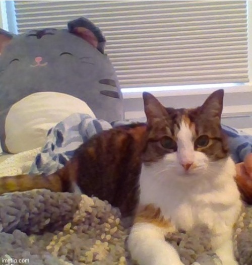 my cat! | made w/ Imgflip meme maker