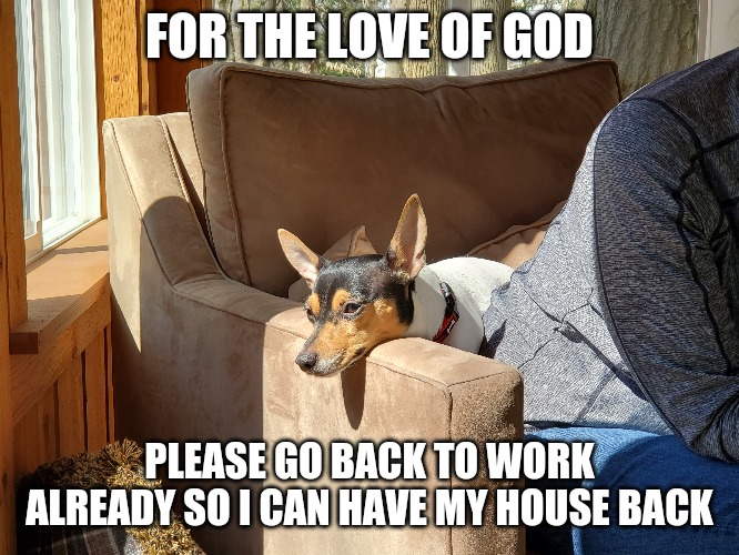 Stupefied Quarantine Puppy |  FOR THE LOVE OF GOD; PLEASE GO BACK TO WORK ALREADY SO I CAN HAVE MY HOUSE BACK | image tagged in meme,funny meme,politics lol,original meme,coronavirus meme,puppy | made w/ Imgflip meme maker