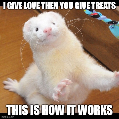 ferret love | I GIVE LOVE THEN YOU GIVE TREATS; THIS IS HOW IT WORKS | image tagged in ferret,love | made w/ Imgflip meme maker