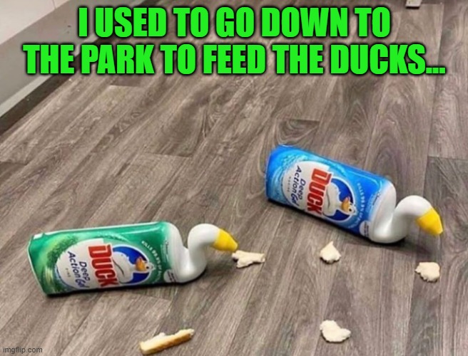 Isolation Insanity | I USED TO GO DOWN TO THE PARK TO FEED THE DUCKS... | image tagged in self isolation,feed,ducks,bored | made w/ Imgflip meme maker