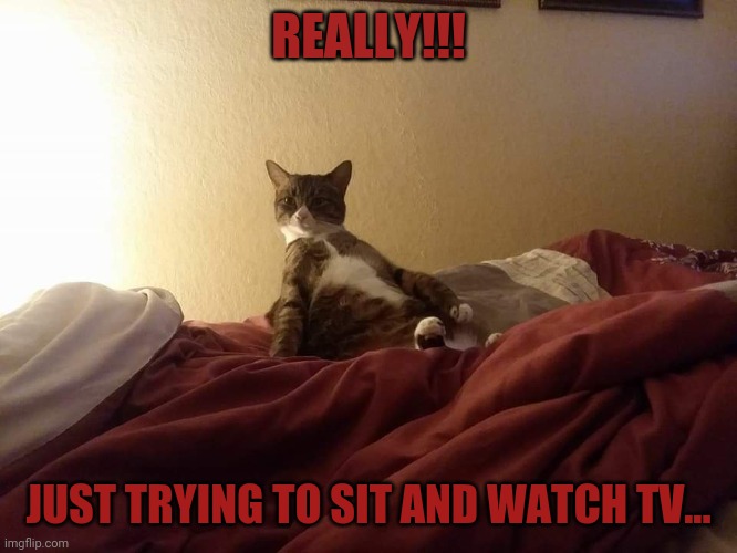 REALLY!!! JUST TRYING TO SIT AND WATCH TV... | image tagged in funny animals | made w/ Imgflip meme maker