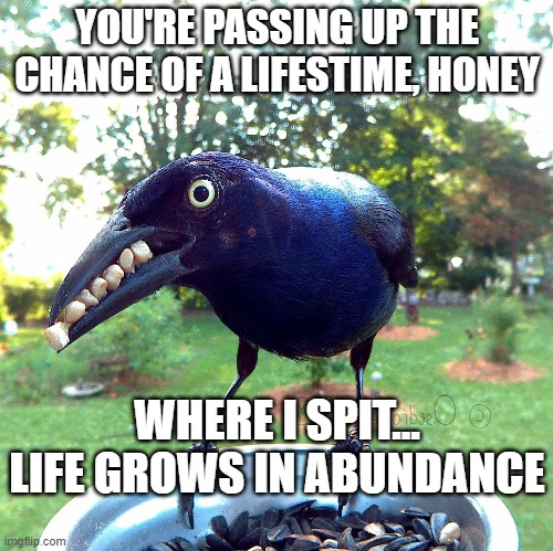 Come at me...I spit in your direction! | YOU'RE PASSING UP THE CHANCE OF A LIFESTIME, HONEY; WHERE I SPIT... LIFE GROWS IN ABUNDANCE | image tagged in seeds,spitting,covid-19,come at me bro | made w/ Imgflip meme maker
