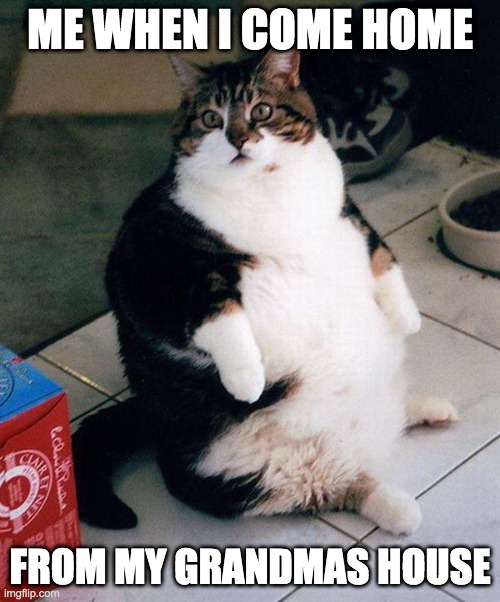 fat cat | ME WHEN I COME HOME; FROM MY GRANDMAS HOUSE | image tagged in fat cat | made w/ Imgflip meme maker