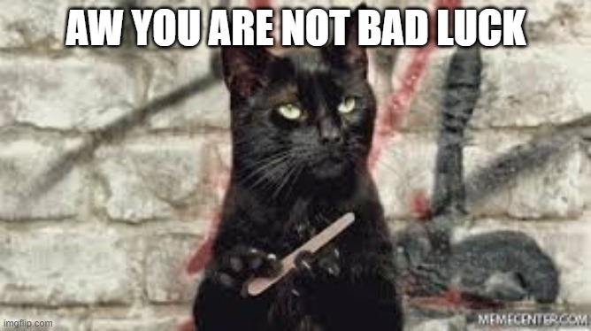 Black cat | AW YOU ARE NOT BAD LUCK | image tagged in black cat | made w/ Imgflip meme maker