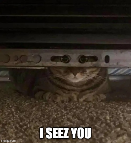 PEEK A BOO | I SEEZ YOU | image tagged in cats,funny cats,peek-a-boo | made w/ Imgflip meme maker