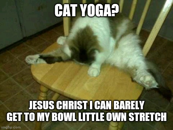 Matt Miller | CAT YOGA? JESUS CHRIST I CAN BARELY GET TO MY BOWL LITTLE OWN STRETCH | image tagged in matt miller | made w/ Imgflip meme maker