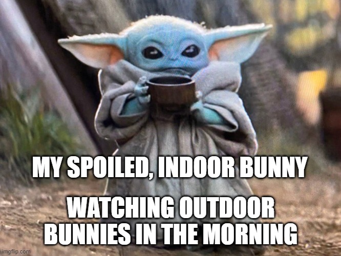 Spoiled bunny | MY SPOILED, INDOOR BUNNY; WATCHING OUTDOOR BUNNIES IN THE MORNING | image tagged in bunny,rabbit,baby yoda,spoiled | made w/ Imgflip meme maker