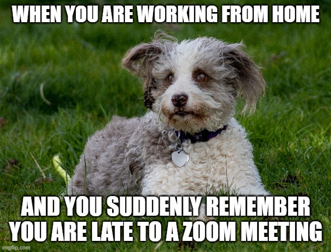zoom meeting | WHEN YOU ARE WORKING FROM HOME; AND YOU SUDDENLY REMEMBER YOU ARE LATE TO A ZOOM MEETING | image tagged in zoom,working from home | made w/ Imgflip meme maker