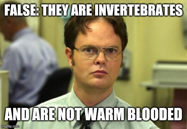 Dwight Schrute Meme | FALSE: THEY ARE INVERTEBRATES AND ARE NOT WARM BLOODED | image tagged in memes,dwight schrute | made w/ Imgflip meme maker
