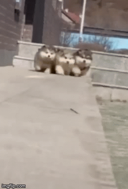 Cute! They're dropping like flies - Imgflip