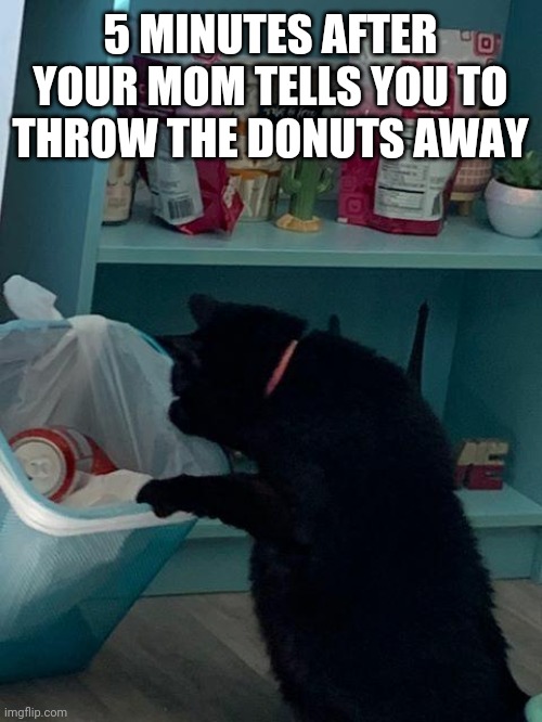 Trash cat | 5 MINUTES AFTER YOUR MOM TELLS YOU TO THROW THE DONUTS AWAY | image tagged in trash cat | made w/ Imgflip meme maker
