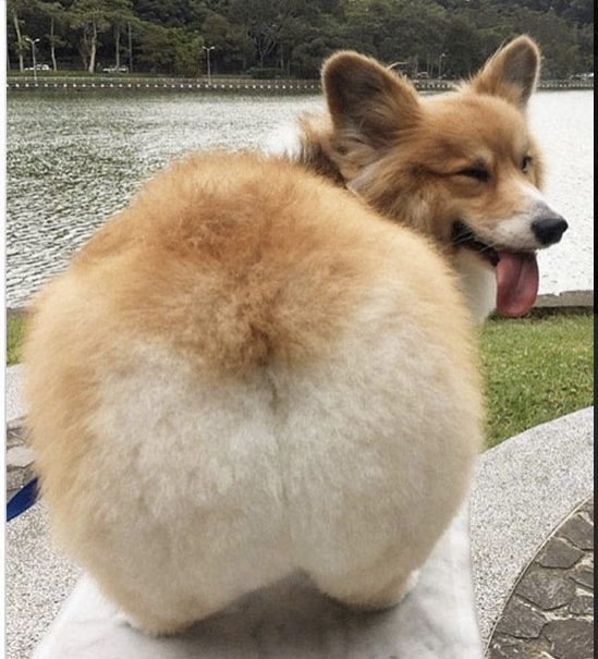 High Quality Corgi Butt Blank Meme Template