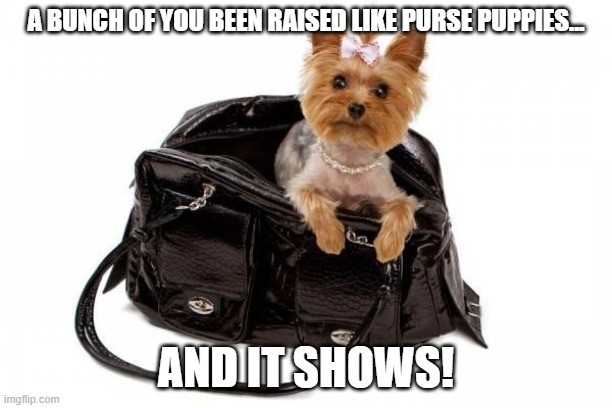 Purse Puppy | A BUNCH OF YOU BEEN RAISED LIKE PURSE PUPPIES... AND IT SHOWS! | image tagged in purse puppy | made w/ Imgflip meme maker