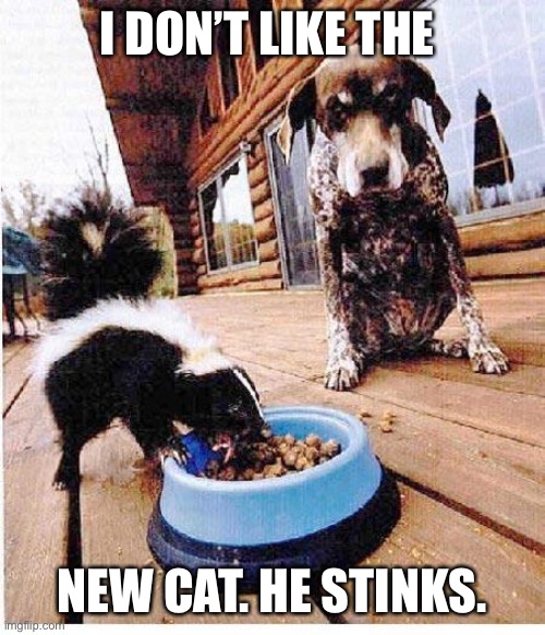 Skunk eats dog's food | I DON’T LIKE THE; NEW CAT. HE STINKS. | image tagged in skunk eats dog's food | made w/ Imgflip meme maker