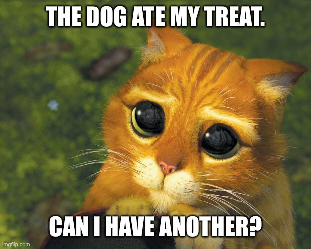 Pretty Please Cat | THE DOG ATE MY TREAT. CAN I HAVE ANOTHER? | image tagged in pretty please cat | made w/ Imgflip meme maker