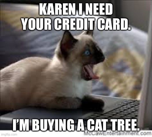 Shocked Computer Cat | KAREN I NEED YOUR CREDIT CARD. I’M BUYING A CAT TREE. | image tagged in shocked computer cat | made w/ Imgflip meme maker