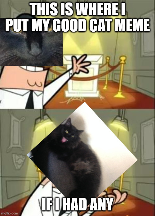 This Is Where I'd Put My Trophy If I Had One Meme | THIS IS WHERE I PUT MY GOOD CAT MEME; IF I HAD ANY | image tagged in memes,this is where i'd put my trophy if i had one | made w/ Imgflip meme maker