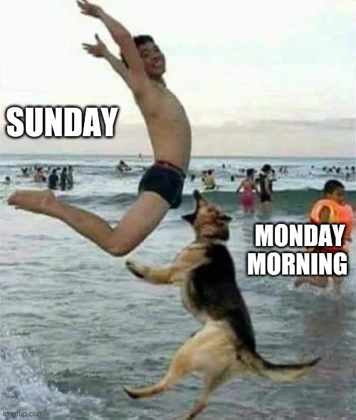 Happy Easter | SUNDAY; MONDAY MORNING | image tagged in memes,funny dogs,monday mornings,funny memes,smirkin,happy easter | made w/ Imgflip meme maker