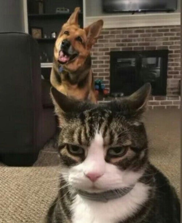 Disgusted cat hates dog Blank Meme Template