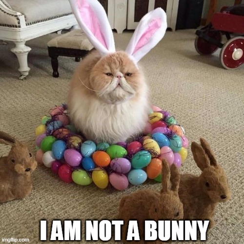 CAT LADY ON EASTER | I AM NOT A BUNNY | image tagged in cats,funny cats,easter,happy easter | made w/ Imgflip meme maker
