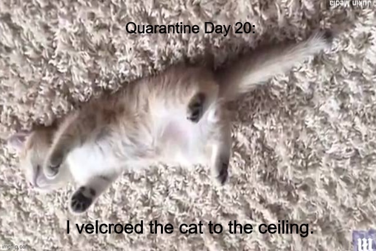 He seems cool with it. | Quarantine Day 20:; I velcroed the cat to the ceiling. | image tagged in memes,quarantine,cats | made w/ Imgflip meme maker