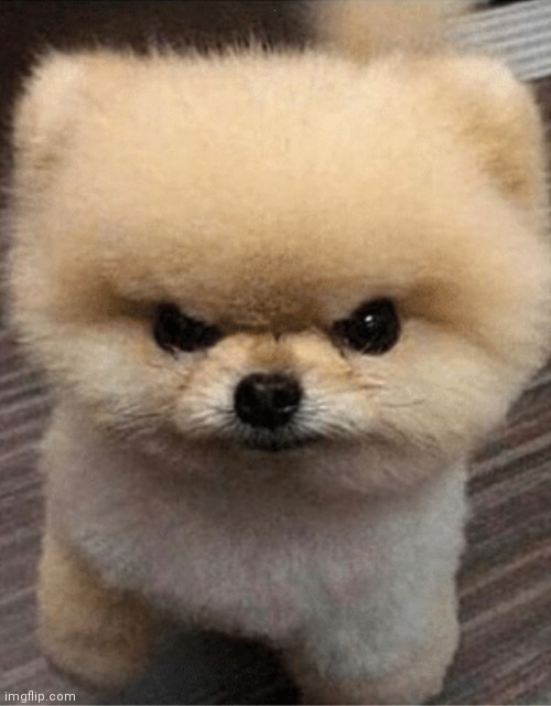 Angry pupper | . | image tagged in angry pupper | made w/ Imgflip meme maker