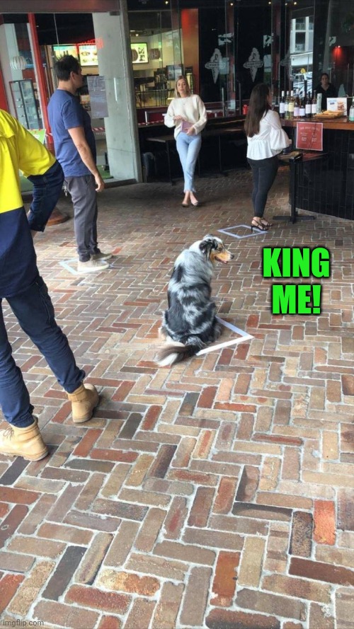 What if his name is Checkers? | KING ME! | image tagged in just play along | made w/ Imgflip meme maker