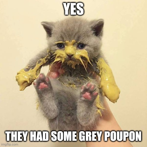 Dippin' in the mustard | YES; THEY HAD SOME GREY POUPON | image tagged in kitty,grey poupon | made w/ Imgflip meme maker