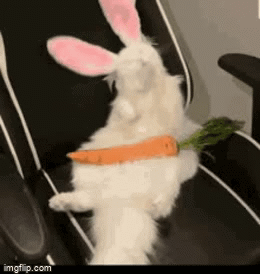 Funny Little Bunnies GIFs - Find & Share on GIPHY