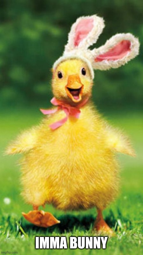 EASTER DUCK | IMMA BUNNY | image tagged in ducks,easter | made w/ Imgflip meme maker
