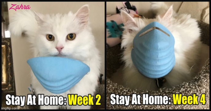 Zahra ~ My Brother's Cat | image tagged in memes,coronavirus,cats,zahra | made w/ Imgflip meme maker