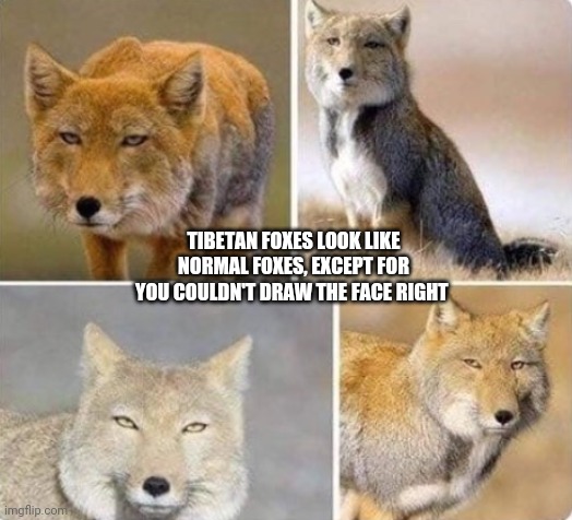 tibetan foxes | TIBETAN FOXES LOOK LIKE NORMAL FOXES, EXCEPT FOR YOU COULDN'T DRAW THE FACE RIGHT | image tagged in tibetan foxes | made w/ Imgflip meme maker
