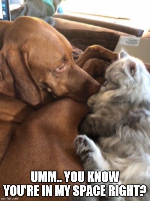 UMM.. YOU KNOW YOU'RE IN MY SPACE RIGHT? | image tagged in dog,cat | made w/ Imgflip meme maker