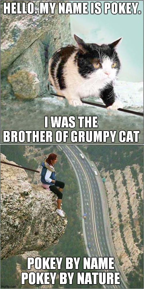 Grumpys Legacy Lives On ! | HELLO. MY NAME IS POKEY. I WAS THE BROTHER OF GRUMPY CAT; POKEY BY NAME POKEY BY NATURE | image tagged in fun,grumpy cat,pokey,mountains | made w/ Imgflip meme maker