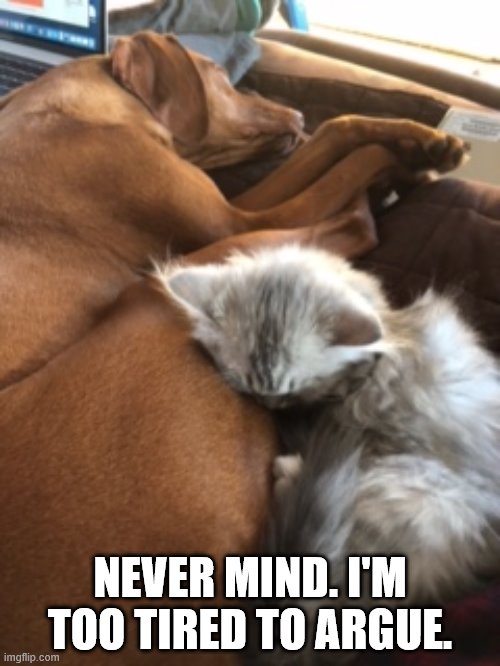 NEVER MIND. I'M TOO TIRED TO ARGUE. | image tagged in dog,cat | made w/ Imgflip meme maker