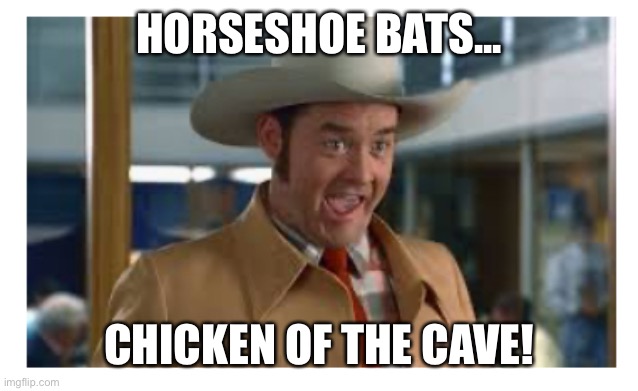 HORSESHOE BATS... CHICKEN OF THE CAVE! | image tagged in funny memes | made w/ Imgflip meme maker