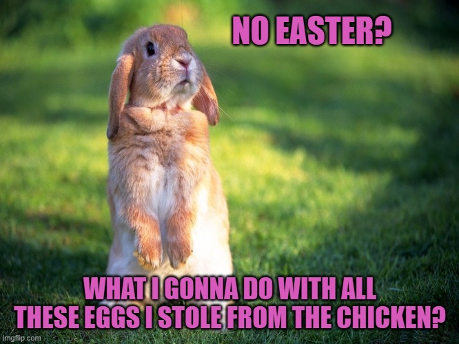 No Easter Bunny?! | NO EASTER? WHAT I GONNA DO WITH ALL THESE EGGS I STOLE FROM THE CHICKEN? | image tagged in no easter bunny | made w/ Imgflip meme maker