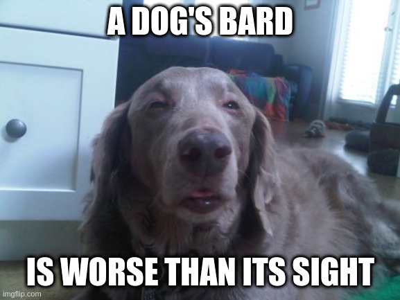 High Dog | A DOG'S BARD; IS WORSE THAN ITS SIGHT | image tagged in memes,high dog | made w/ Imgflip meme maker