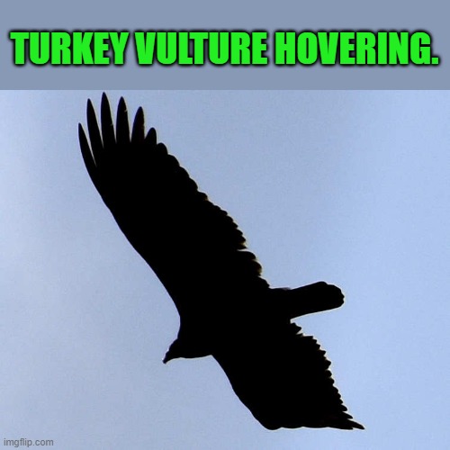 TURKEY VULTURE HOVERING. | made w/ Imgflip meme maker