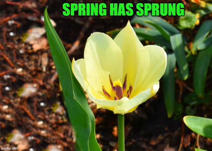 spring has sprung | SPRING HAS SPRUNG | image tagged in spring,flower | made w/ Imgflip meme maker