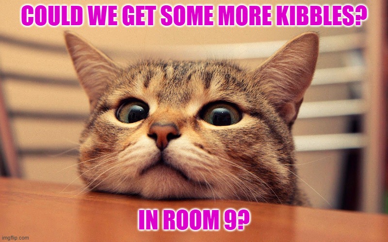 A kitty WANTS KIBBLES!!!!! | COULD WE GET SOME MORE KIBBLES? IN ROOM 9? | image tagged in funny cat | made w/ Imgflip meme maker
